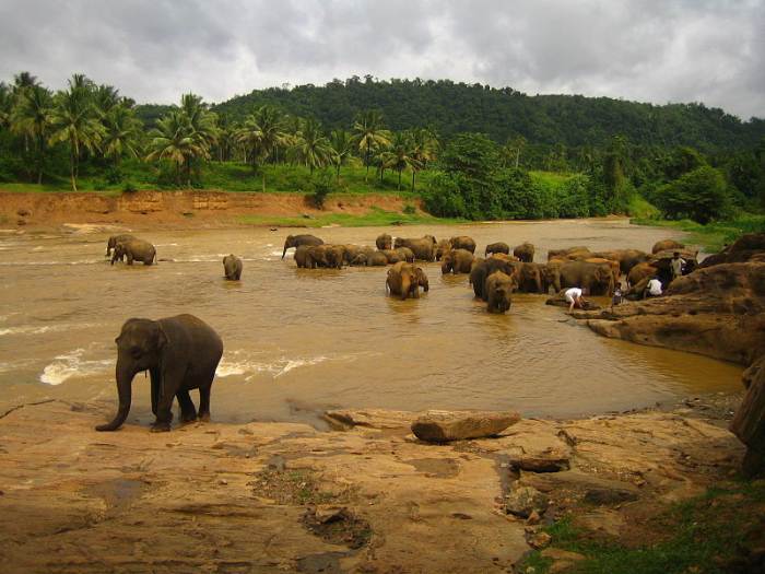 'Licensed under the Creative Commons Attribution-Share Alike 2.0 Generic license.' See: http://commons.wikimedia.org/wiki/File:Elephants_at_the_river,_Sri_Lanka.jpg