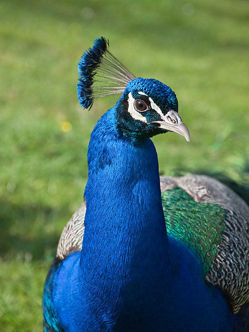 Characteristics of a peacock