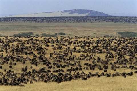 Maasai range lands have been converted to national parks and modern conservation areas.
