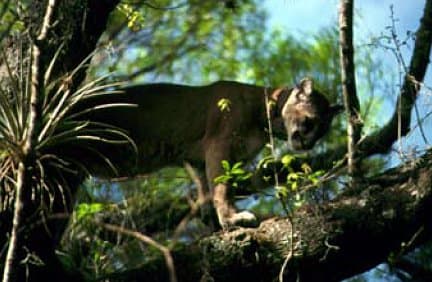 Located twenty miles east of Naples, the Florida Panther National Wildlife Refuge was founded in 1989 to protect the protect the Florida panther and other endangered inhabitants. There are designated hiking trails for the general public.