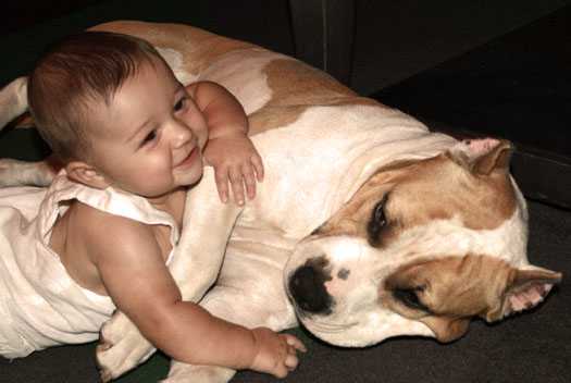 A veterinarian cropping your Pit Bull is animal abuse in the same way that letting your child play with your Pit Bull is child abuse.