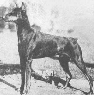 History is important to any true supporter of their favorite dog breed, as this is what defines the dogs they love.