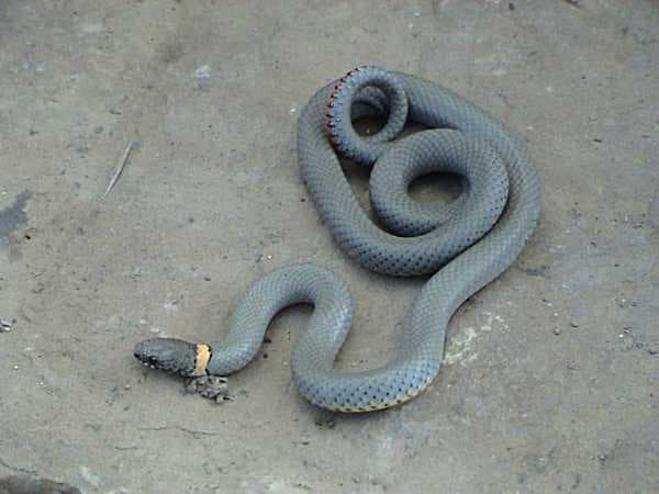 Regal ring-necked snake. Photographer: LA Dawson Animal courtesy of Austin Reptile Service, This file is licensed under the Creative Commons Attribution-Share Alike 2.5 Generic license.