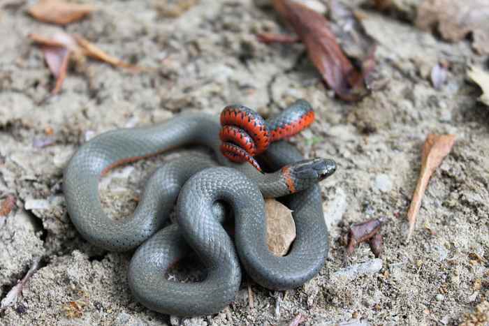 A San Bernardino ring-necked snake in defensive position. Photo by Mark Herr, This file is licensed under the Creative Commons Attribution-Share Alike 3.0 Unported license.