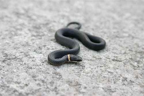 Northern ring-necked snake. Photo by Cody Hough,This file is licensed under the Creative Commons Attribution-Share Alike 3.0 Unported license.