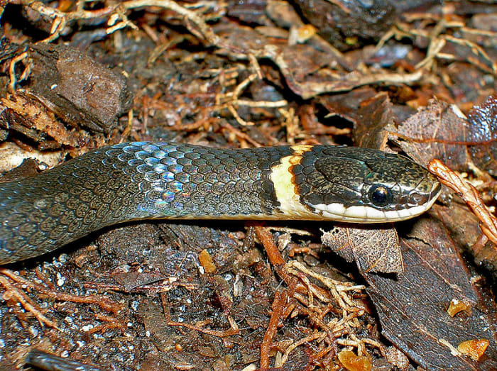Southern ring-necked snake. Photo by TheAlphaWolf, This file is licensed under the Creative Commons Attribution-Share Alike 3.0 Unported license.