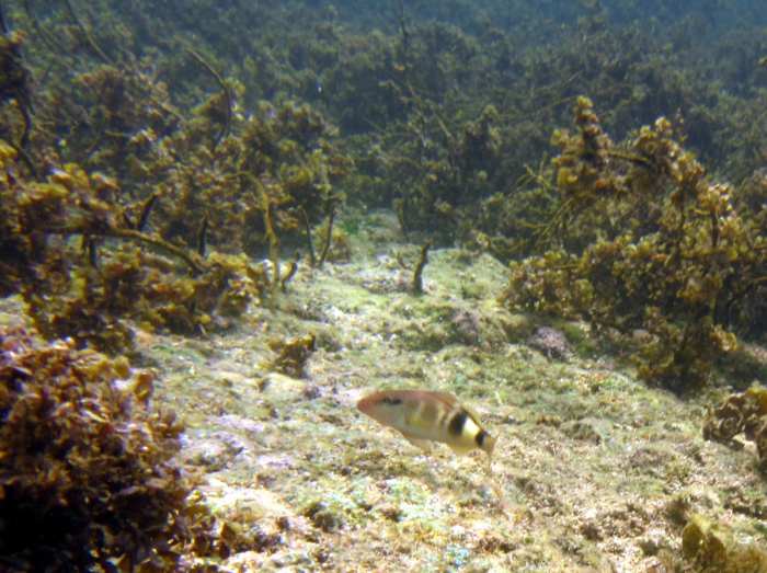 snorkeling at the Fish Sanctuary of Dos Hermanos Island - there were lots of different types of fish but also tall sea grass