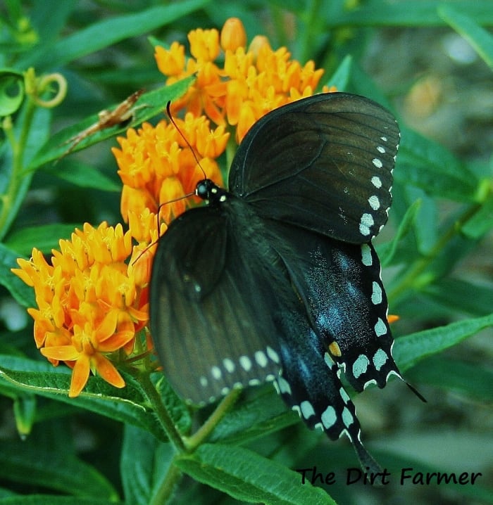 Butterflyweed, butterfly milkweed, butterfly flower—Asclepias tuberosa goes by many names.