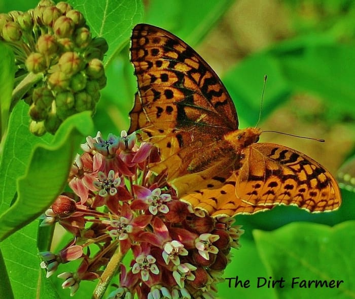 Like Asclepias tuberosa, swamp milkweed (Aesclepias incarnata) is a favorite of butterflies.