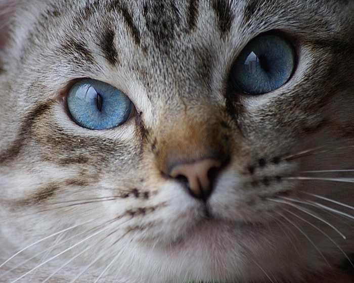 You can play with your feline friend - unless, of course, you've just watched Stephen King's Cat's Eye.