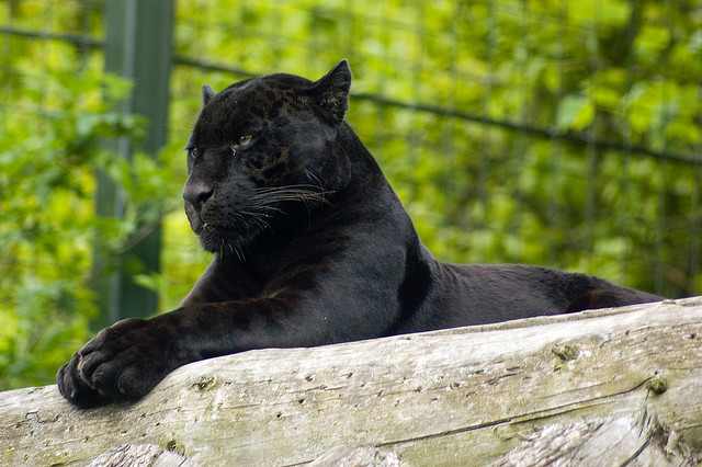 This is a melanistic jaguar. Compared to the melanistic leopard shown in the photo above, you can tell this is a jaguar because of the large head.