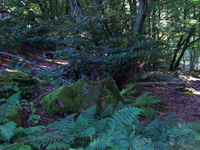 There are many large stones and boulders lying all around Harran Hill Wood, possibly left by the turmoil of the last Ice Age.