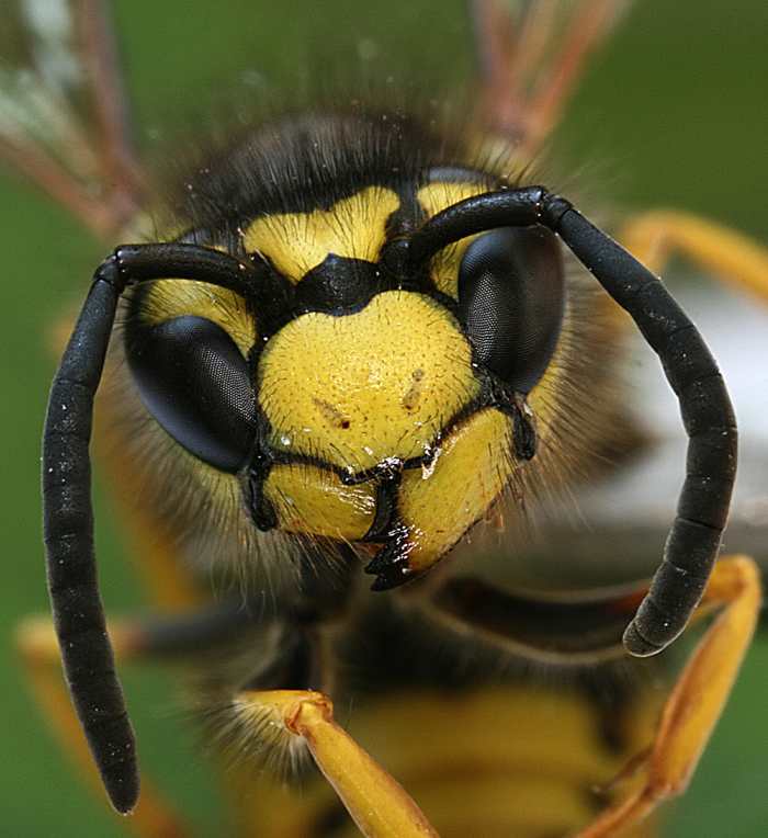 allergic-reaction-to-wasp-sting-facts