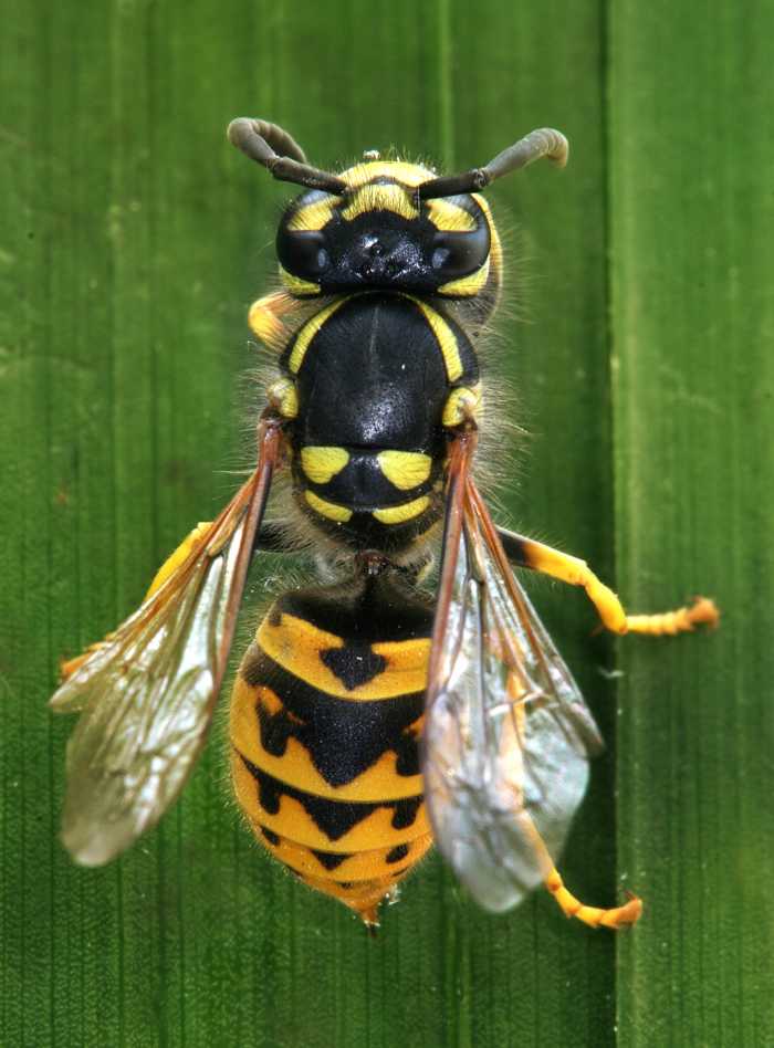 Full body photo of a Yellow Jack Wasp