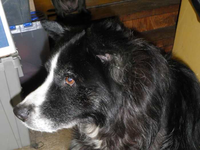 Simon looks like the "typical" border collie that most of us are used to seeing. Simon is a rough coat border collie.