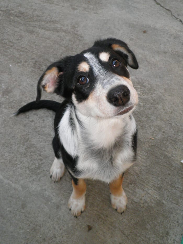 Indy, my 6 month old tri-color smooth coat border collie. The only difference between smooth coats and rough coat border collies is the length of their hair.