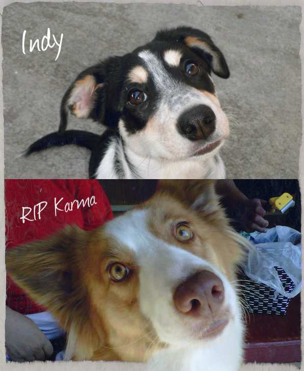 My Karma and my Indy. So alike yet so different. As you can see Karma had ling hair and was a "rough coat" border collie. Indy's hair is much smoother and she is considered a "smooth coat" border collie. RIP Karma baby.