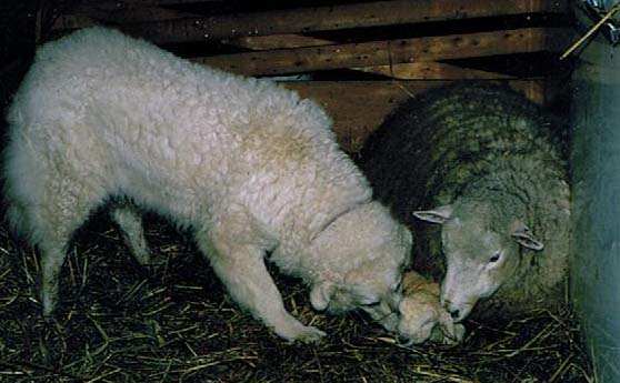 A Kuvasz, a giant LGD breed (this one is Ilsa of Brantwood Kuvasz) helping in lambing. However, a pack of wolves can make a short work of a lone Kuvasz.