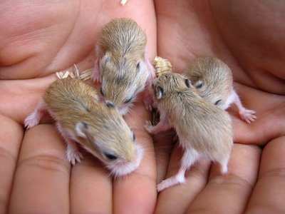 You have a nest of adorable baby hamsters. Now what do you do with them. You can run an ad in a newspaper but be careful who you give them to.