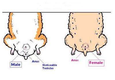 Female Hamsters have nipples while males do not. At about four weeks of age you should see a scrotum and testicles on a male hamster.