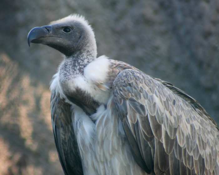 The bald head and long neck are evolutionary traits of carrion eating birds around the world including turkey vultures, black vultures, true vultures and condors.
