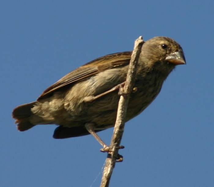 Darwin's study of finches on the Galapagos Islands is what led him to discover Evolution through Natural Selection.