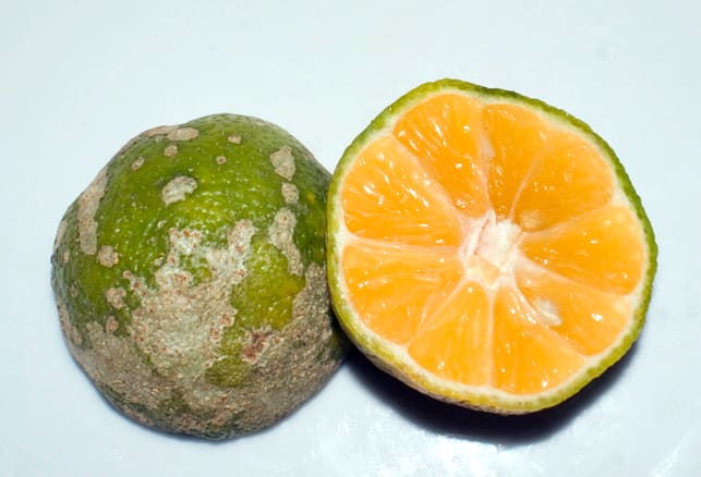 The Mandarin lime is a central ingredient in many dishes. There are also green limes in the country. There aren't any lemons in the country.