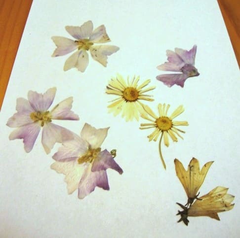 Mallows pressed perfectly. Daisies were okay but I found the centers too thick. I'm not entirely sure what the flower is in the bottom right. Possibly a bluebell.
