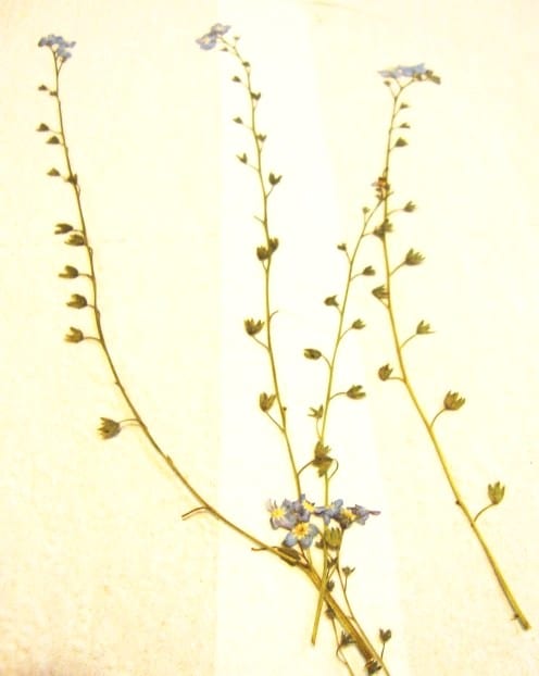 I was delighted with how these forget-me-nots turned out and liked how all the little parts running up the stems looked enchanting.