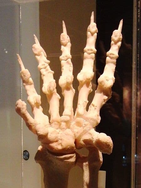 Bone of the left forelimb of giant panda at the National Museum of Nature and Science, Tokyo, Japan.