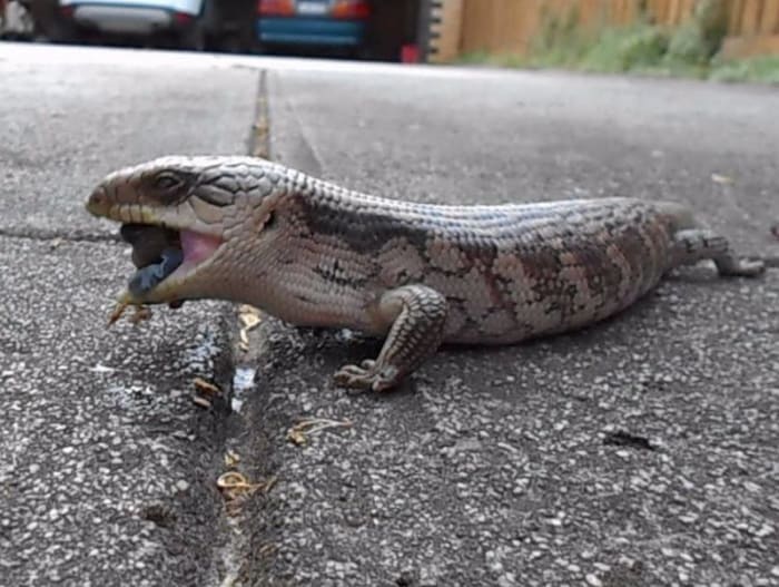 OMG! This snail has such a hard shell and is so hard to swallow. Nevertheless, the powerful jaw muscles of the lizard are able to crush the shell of a snail and the snail is then eaten whole.