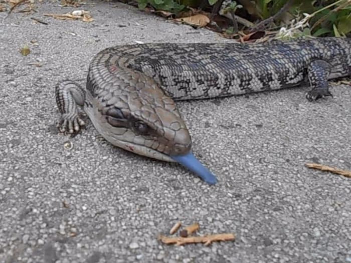 This blue tongue lizard is on the prowl for food. It has poor eyesight but it can smell the food I have in my hands..snails and berries.