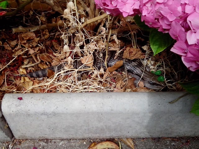 An adult lizard hiding under a hydrangea bush. Blue tongue lizards prefer a dry bed of leaves as their hiding place. During the day, they wander out to find food and catch some sunlight.