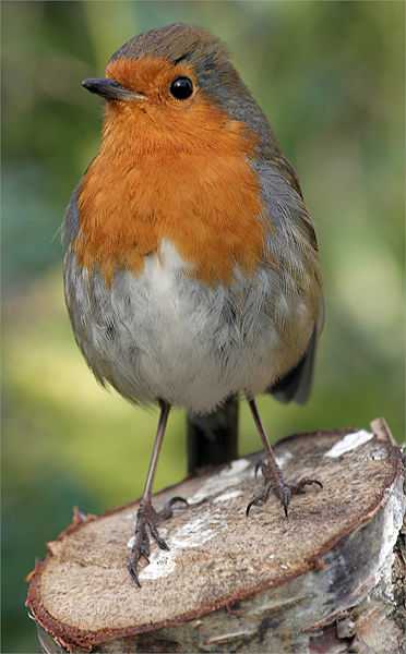 The European robin also called redbreast is 5 inches from beak to tail top, around 2-4 inches high and is found all over the UK.