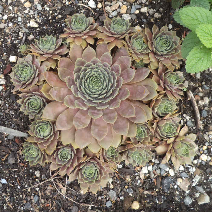 These are called hen and chicks. There are lots of interesting variations on this basic type. The larger plant in the center is the hen and the smaller ones around it are the chicks.