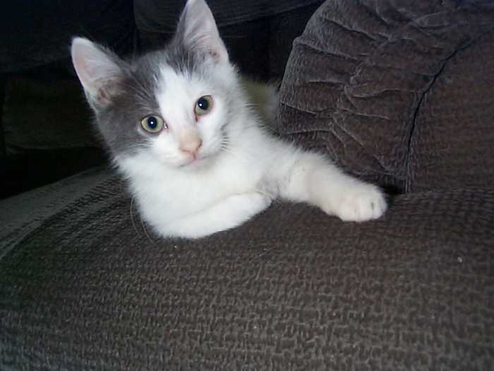 Did this kitten contract FIV from its mother? There is no way to know without a blood test.