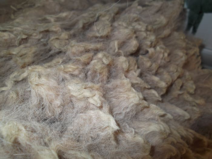 Alpaca fleece is not as greasy as sheep wool. It is delightful to spin and lovely to wear.