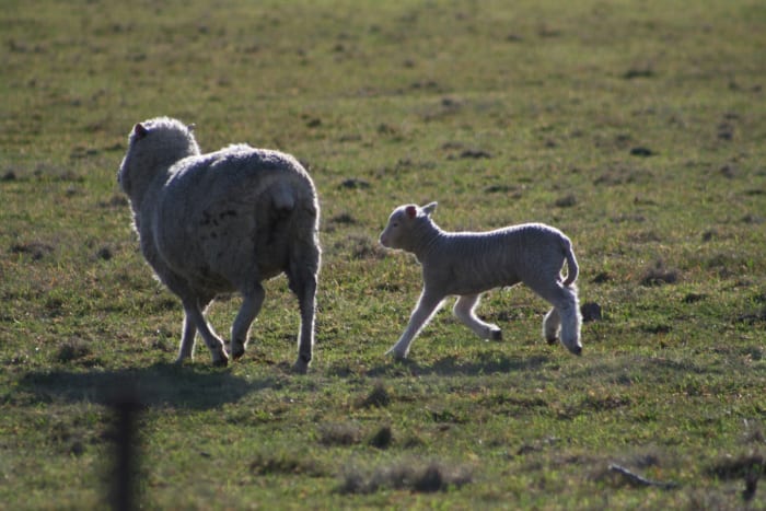 Sheep might be a better choice if you are not prepared to devote the energy to caring for alpacas.