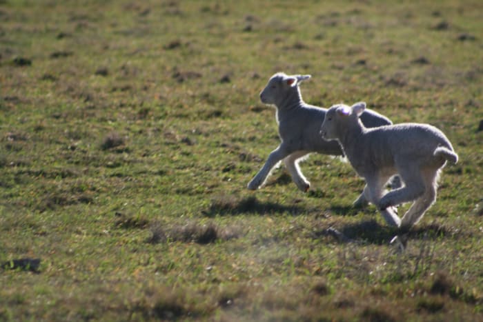 Lambs are extremely cute and, in many ways, less demanding as pets than alpacas.
