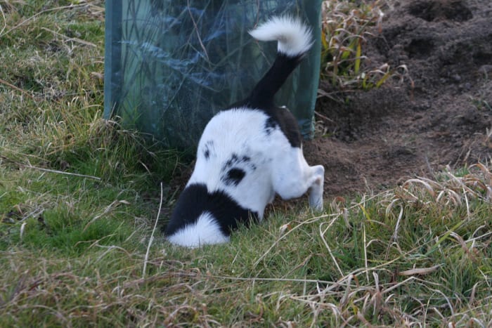 If your dog discovers a new hole in your yard area, fill the hole in or fence it off to make sure your alpacas don't accidentally break a leg.