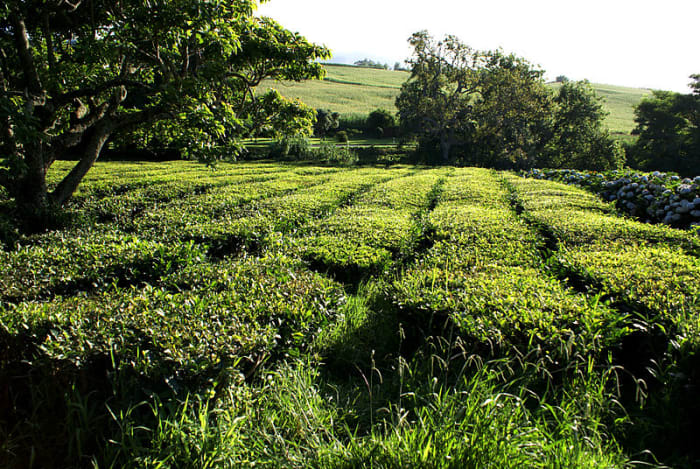 the only European Green Tea Fields found on the Azores islands, Portugal