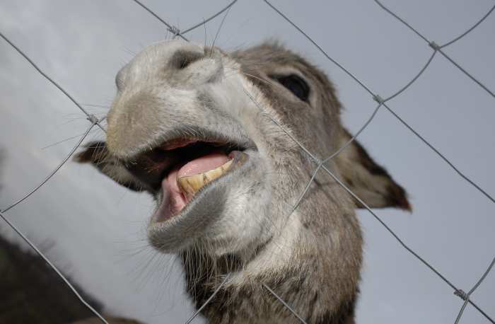 The Lord gave the donkey the ability to speak." The donkey did not say, "Hello, my name is Mr. Ed," but rather, "What's up with the three beatings?"