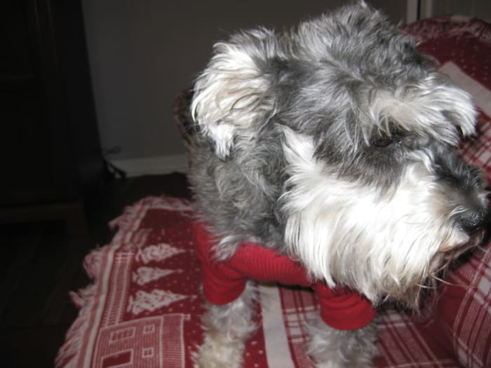 My darling Puppy Girl in all her furry glory, B.K. (before KCS) and B.B. (before blindness)