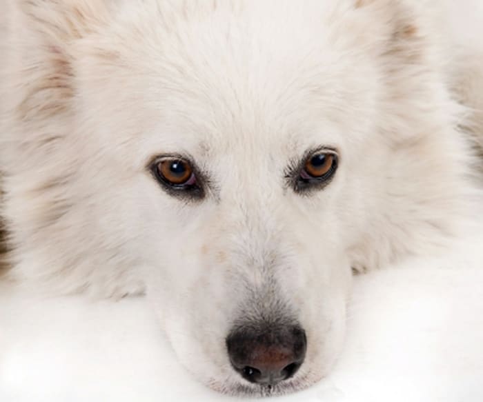 The Chinese imported jerky scandal implicated with 3,600 dogs becoming ill and 580 dying ... and how it affects pet dogs and their owners in the UK.