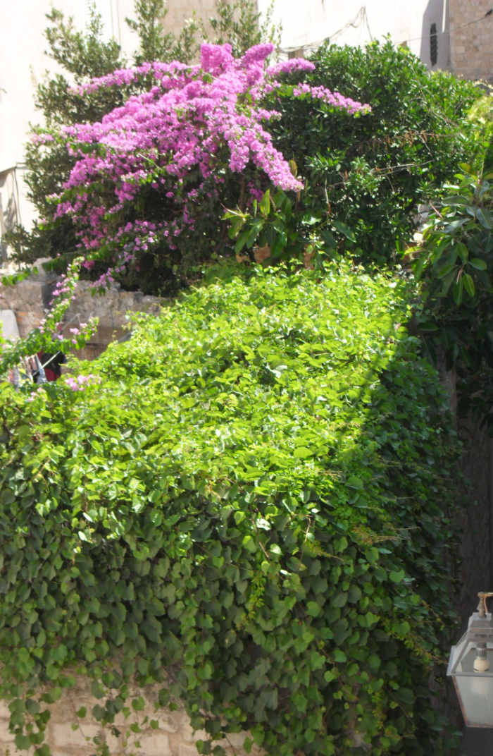 Bougainvillea in the streets