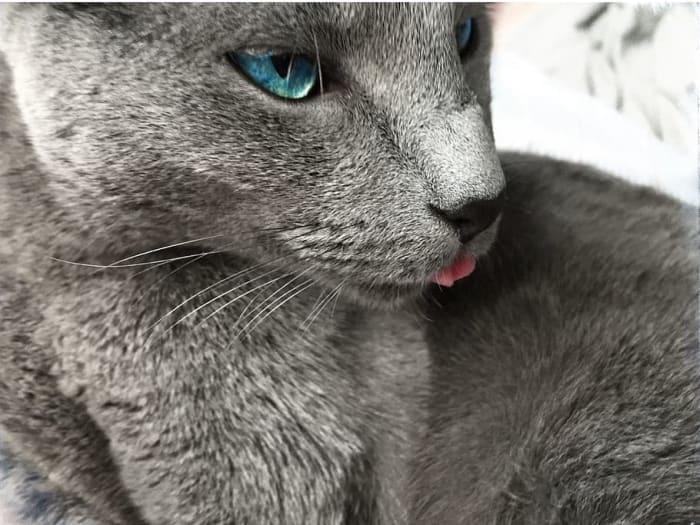 100+ Unique Names for Cats With Blue Eyes - PetHelpful - By fellow