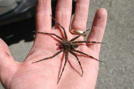 Another example of a dock or fishing spider. Try to see the light or white stripes on the legs of these spiders. They are more pronounced on some than others.