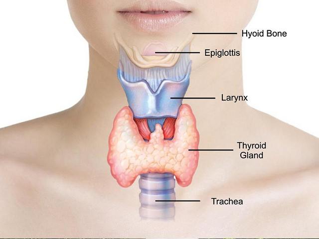 Your thyroid secretes hormones that affect all the bodily systems and functions to include metabolism.