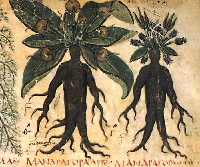 The 'human' roots of Mandrake depicted in a 7th century herbal - the 'Naples Dioscurides' - a treatise of plants and their varied medicinal uses