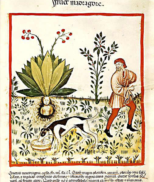 Illustration in a 15th century handbook on health and medicine. Note the roots depicted as a human torso, and the dog employed to safely unearth the plant (see text for a description of this)